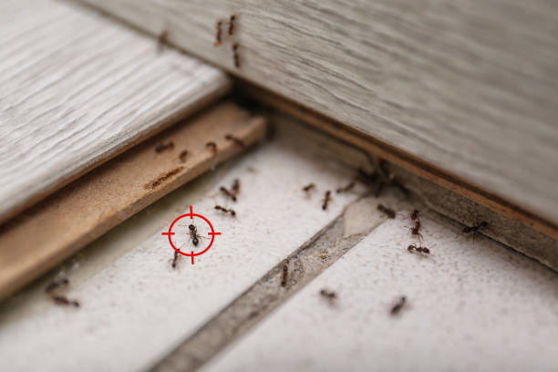 Best Wasp Removal Services  in Potosi, MO