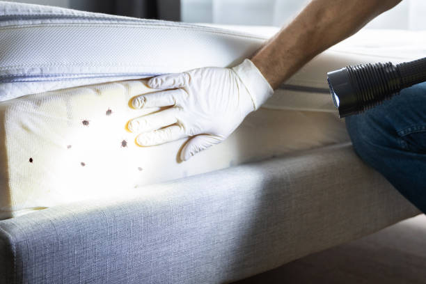 Best Bed Bug Extermination  in Potosi, MO